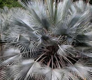 Winterhardy Palms, Yucca, Dasylirion, Agaves and more