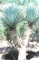 Yucca plants from Mexico, many different species available