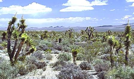 Yucca plants from Mexico, many different species available