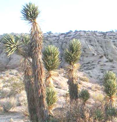 Yucca plants from Mexico, many different species available