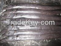 Frozen Ribbon Fish for Sale from Bangladesh