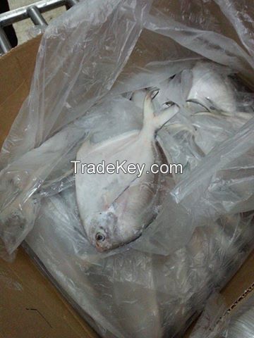 Frozen Pomfret for Sale from Bangladesh