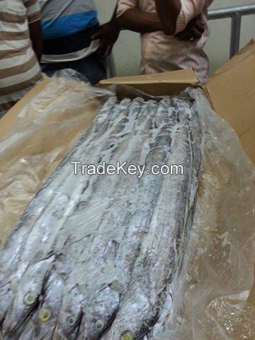 Frozen Ribbon Fish for Sale from Bangladesh