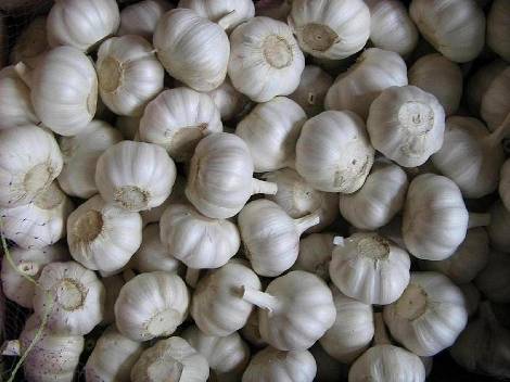 fresh Chinese garlic, normal garlic, pure garlic