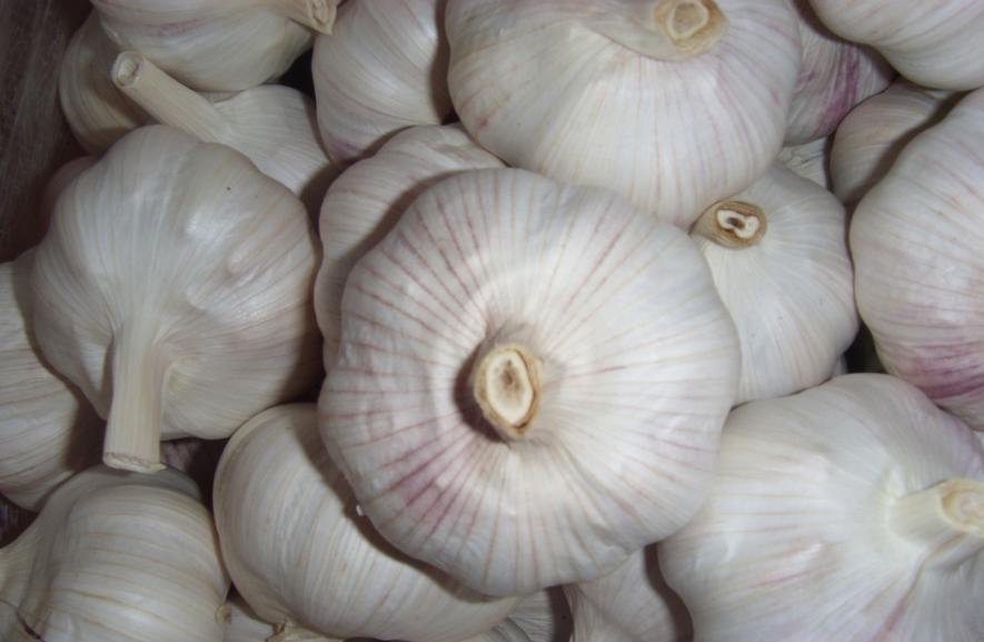 fresh  garlic