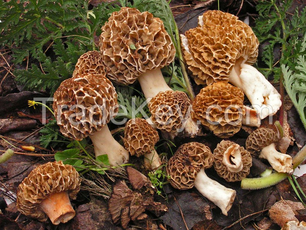 Morchella Esculenta Dry