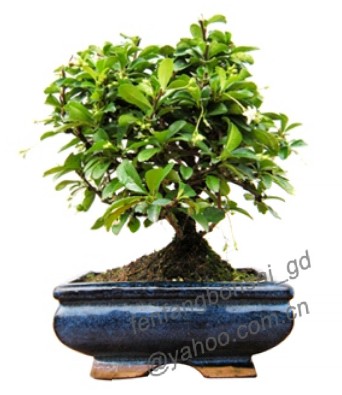 bonsai/potplant/indoor plant/carmona/ball-shaped/10cm-60cm