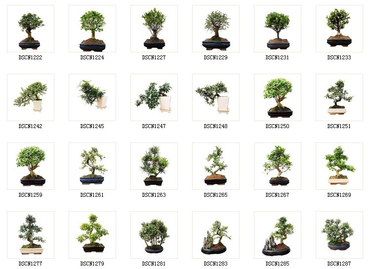 bonsai/potplant/indoor plant/10cm-60cm