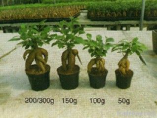 ficus ginseng / bonsai/indoor plant