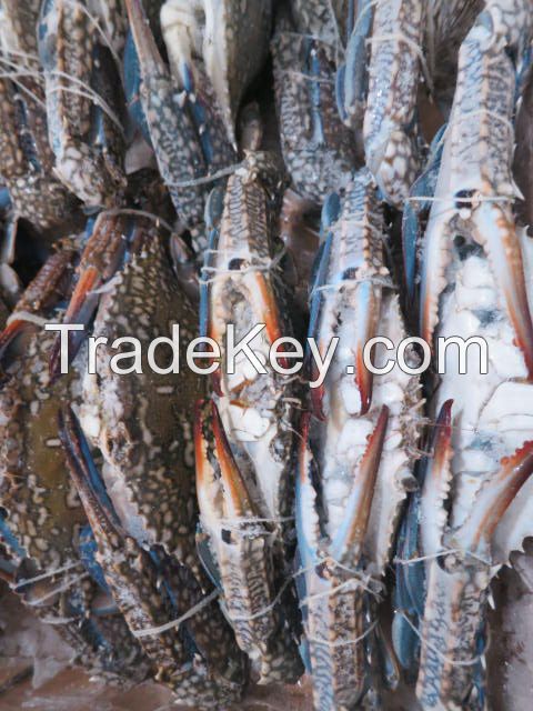LIVE FROZEN BLUE SWIMMING CRABS