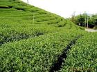 Green tea extracts  Tea polyphenol