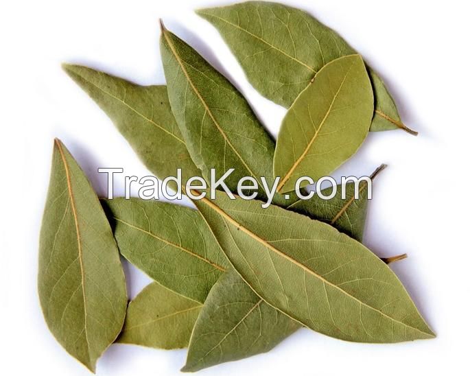 Bay Leaf