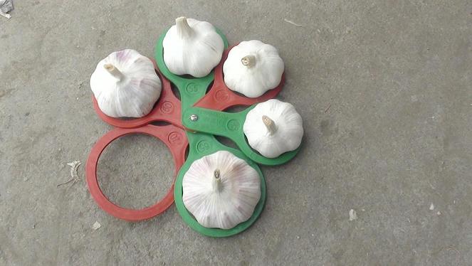 Normal White Garlic