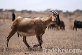 goat live stock, meat, leather, medicine used