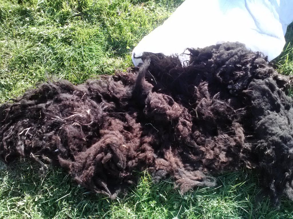 Icelandic Raw unwashed fiber for sale