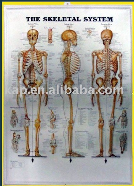 3D medical chart