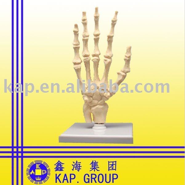 hand anatomical model