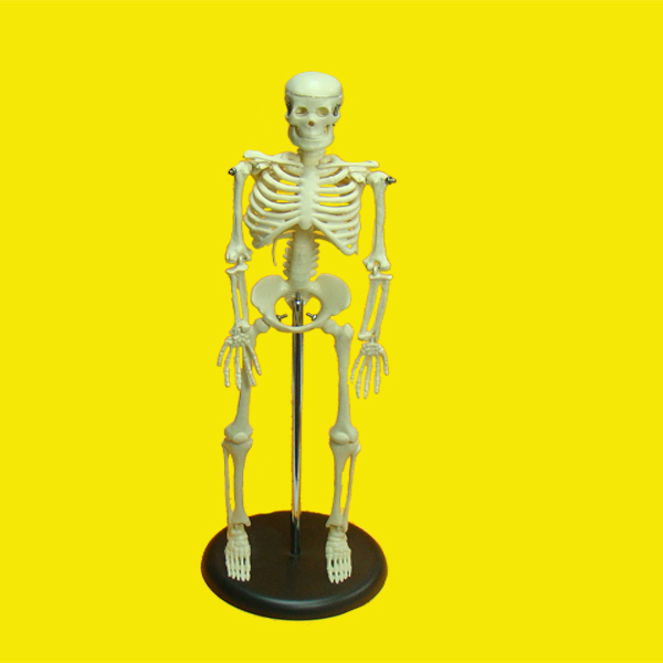 anatomical skeleton model