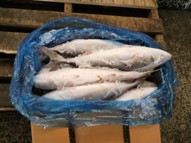 Mackerel, Yellowtail, Horse Mackerel, Squid, Tuna