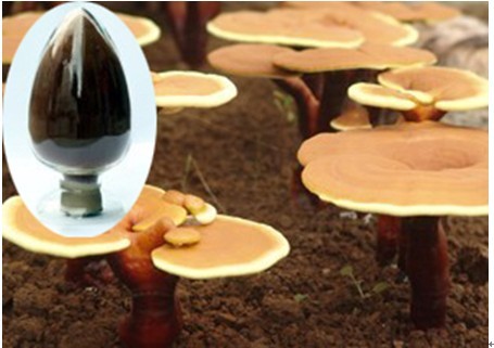 High purity glossy Ganoderma polysaccharide