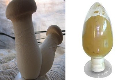 High purity pleurotus extract-No dextrin or any other materials added