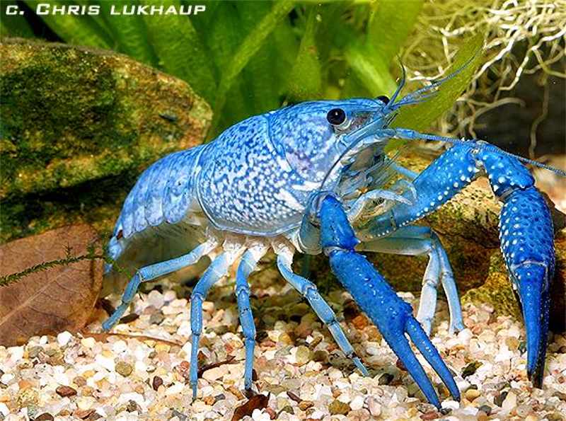 blue dwarf crayfish for sale