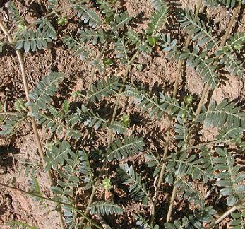 Tribulus Terrestris *****