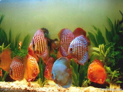 Aquarium fishes & Gara Fish for fish spa