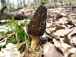" Morel Mushroom " or " Morchella Tomentosa "
