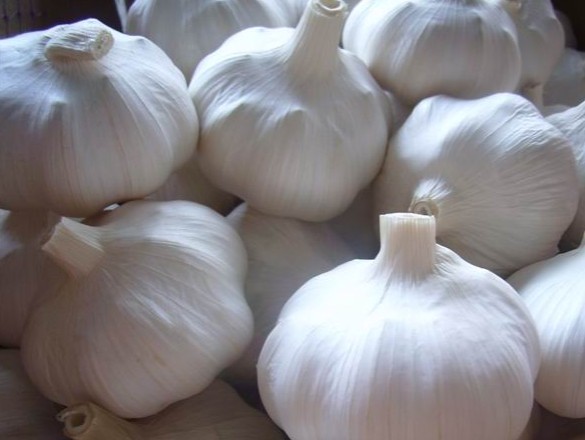 chinese garlic