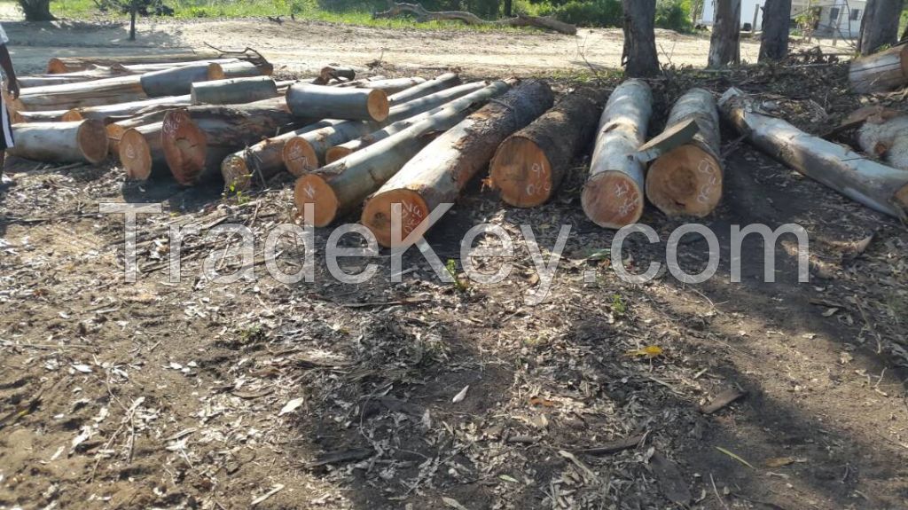 Eucalyptus  Wood Logs