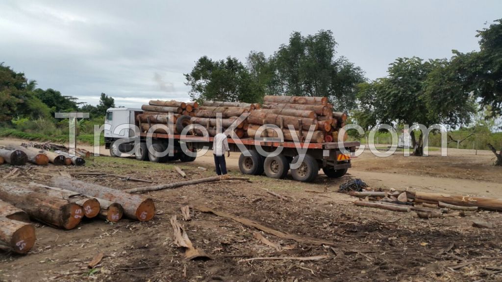 Eucalyptus  Wood Logs
