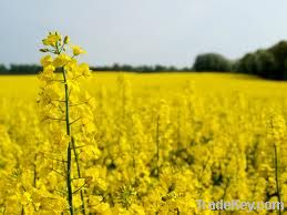 rapeseed oil suppliers,rapeseed oil exporters,rapeseed oil traders,rapeseed oil buyers,rapeseed oil wholesalers (Frying & Cooking Oil)