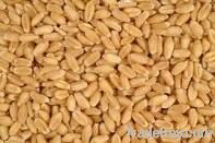 Wheat | Wheat exporter | Wheat distributor | Wheat wholesaler | Wheat supplier | Wheat importer |  Wheat |Wheat for sale | long grain Wheat exporter | buy Wheat online | Wheat for sale |  Wheat exporter | Wheat wholesaler | long grain Wheat buyer |  Wheat