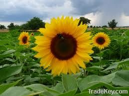 sunflower oil