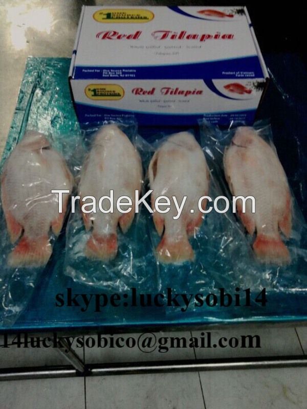 SELL BLACK TILAPIA, RED TILAPIA GUTTED SCALED, FILLET WITH CHEAP PRICE-SOBICO