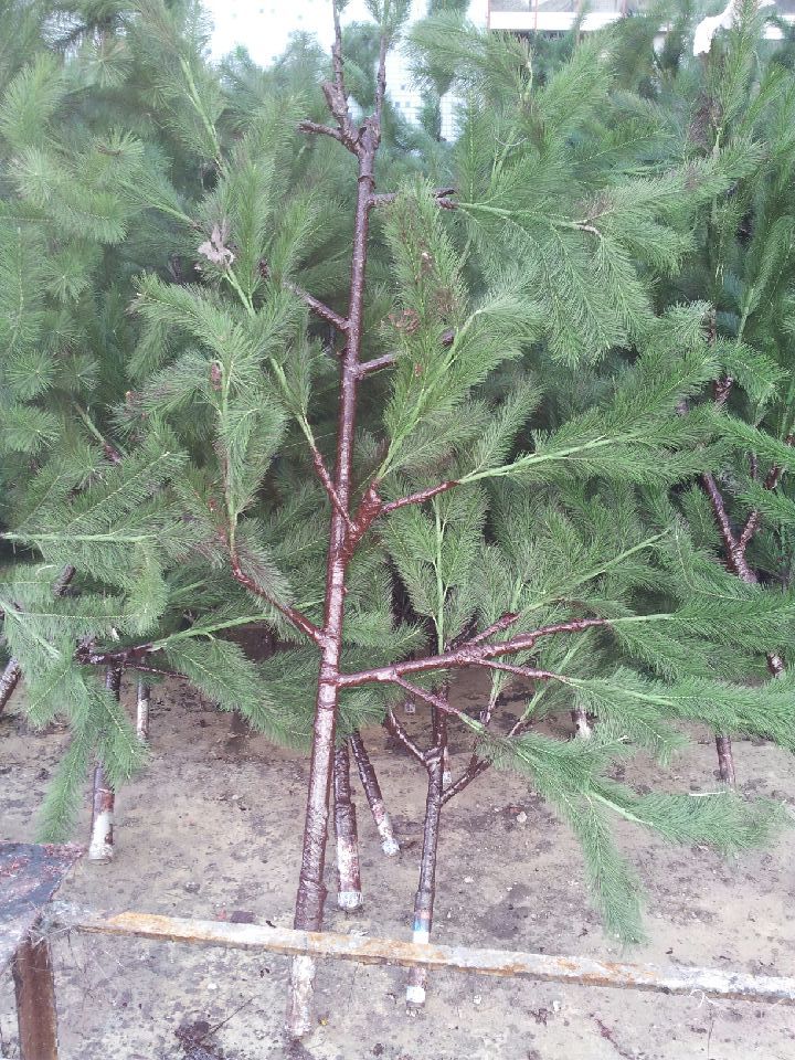 Artificial Pine Tree Branches