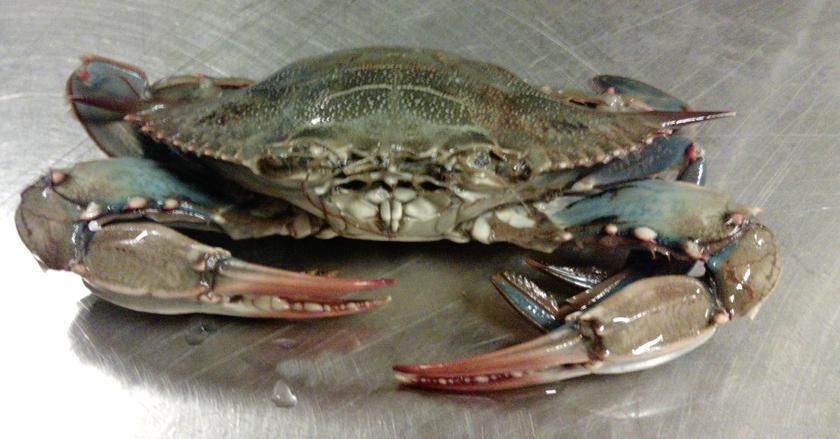 Blue Crab (callinectes sapidus)