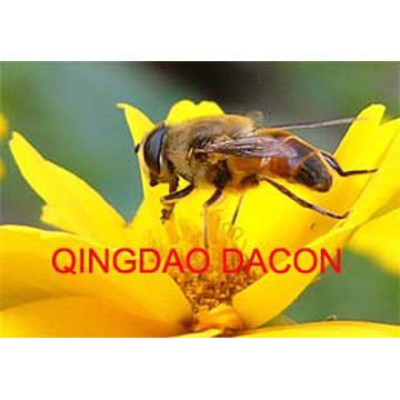 bee products,beeswax,pollen honey,royal jelly,propolis & food additive