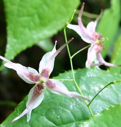 Epimedium *****