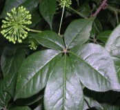 Siberian Gingseng P. E .