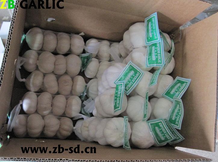 jinxiang  garlic