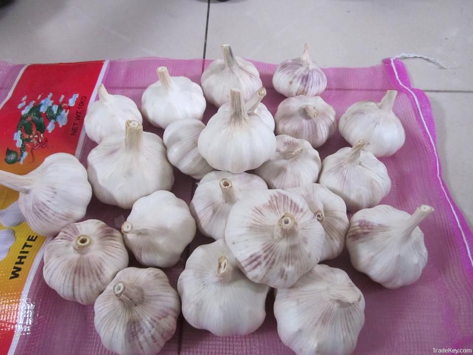 chinese garlic suppliers