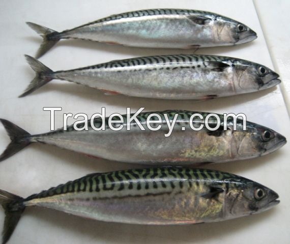 Mackerel Fish