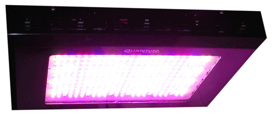 600W Quantum Pro-Bloom LED Grow Light