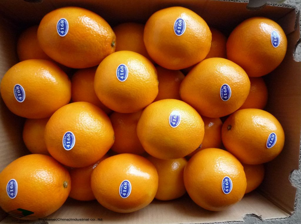 Fresh Noval Orange