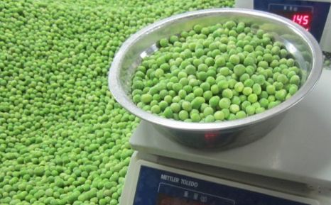 IQF frozen green peas