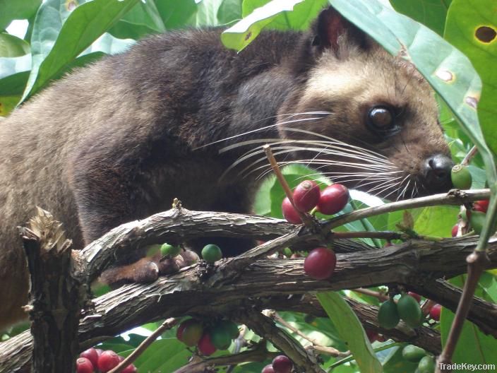 Indonesian Kopi Luwak By Terra Nera