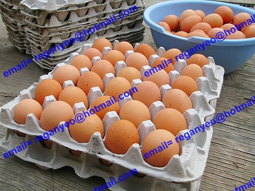 Egg Trays