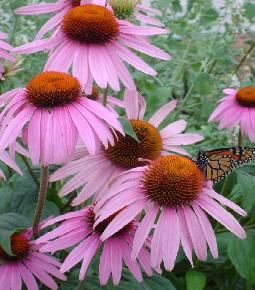 Echinacea 